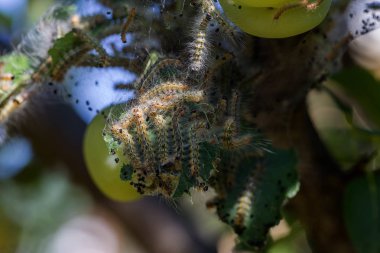Tırtıllar ağaçta kozalar yaptılar. Tırtıllar ağaçtaki tüm yaprakları yediler ve kozadaki ağ dallarını sardılar. Kelebek tırtılı koza içinde çürüyen ağacın dallarında. Tarım Böcekleri