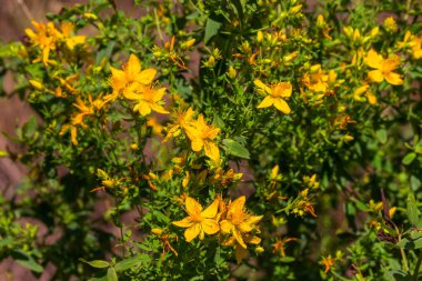 Çayır üzerinde Hypericum çiçekler (Hypericum perforatum veya St John's wort). Seçici odak çiçek üzerinde. Bitki St John's wort sahada büyür. Halk tıbbında kullanıldığı