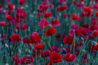 Vahşi alanda çiçek kırmızı haşhaş çiçeği. Seçici odak ile güzel alan kırmızı haşhaş. Yumuşak ışık kırmızı dönüştürülmesini anlatanlar gibi. Haşhaş. Kırmızı haşhaş Glade. Tonlama. Yaratıcı karanlık düşük anahtar işleme