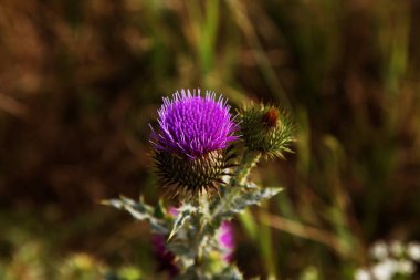 Mübarek çiçek süt thistle, yakın çekim. Süt thistle, Milk thistle, Marie İskoç thistle, Mary Thistle, Marian Cardus. Bir moda renk tonu tedavisinde tonda süt thistle çiçek