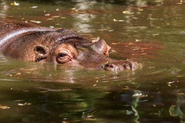 Behemoth tamamen nehir su düzeyinde bir sıcak güneşli yaz gününde boğulmuş. Burun ve gözler Hippo dışarı duckweed nehir yeşil ile kaplı su var. seçici odak.
