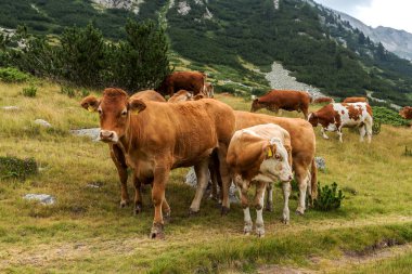 Yeşil vadi ve arka plan, Bulgaristan, Pirin dağ dağ zirveleri ile taze yeşil dağda otlayan inekler dağlarda pastoral yaz peyzaj mera