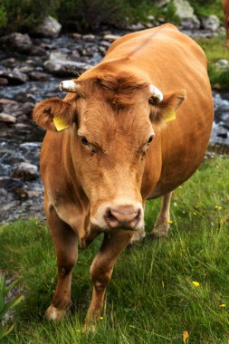 Yeşil vadi ve arka plan, Bulgaristan, Pirin dağ dağ zirveleri ile taze yeşil dağda otlayan inekler dağlarda pastoral yaz peyzaj mera