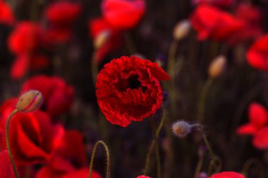 Vahşi alanda çiçek kırmızı haşhaş çiçeği. Seçici odak ile güzel alan kırmızı haşhaş. Yumuşak ışık kırmızı dönüştürülmesini anlatanlar gibi. Haşhaş. Kırmızı haşhaş Glade. Tonlama. Yaratıcı karanlık düşük anahtar işleme