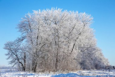 Güzel kış manzara sahne arka plan zekâ kar ağaçlar ve buz nehir kaplı. Güzellik güneşli kış zemin. Harikalar. Snowy orman ayaz ağaçlarda. Sunligh doğada huzurlu kış