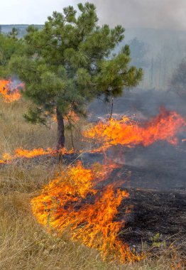  Orman yangınları ve rüzgar kuru tamamen orman ve bozkır şiddetli bir kuraklık sırasında Güney Ukrayna yok. Doğa ve bölgenin ekonomi için düzenli hasar felaket getiriyor.