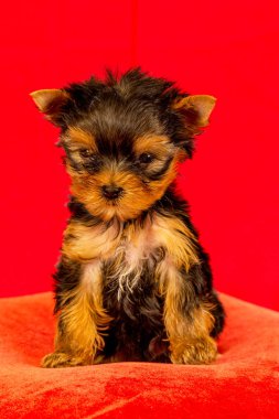 Yorkirsky korkunç Studio siyah bir arka plan. Bir güzel safkan köpek kılı köpek gösteri ile büyüleyici. Seçici odak ile