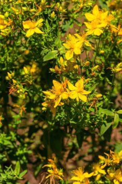 Çayır üzerinde Hypericum çiçekler (Hypericum perforatum veya St John's wort). Seçici odak çiçek üzerinde. Bitki St John's wort sahada büyür. Halk tıbbında kullanıldığı
