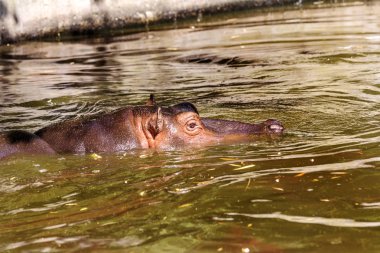Behemoth tamamen nehir su düzeyinde bir sıcak güneşli yaz gününde boğulmuş. Burun ve gözler Hippo dışarı duckweed nehir yeşil ile kaplı su var. seçici odak.