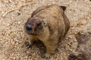 Alp büyük kuş kafesi Hayvanat Bahçesi (Marmota Marmota) dağ sıçanı. Güzel gelenek - kahramanı Groundhog hava gün Groundhog öngörür.
