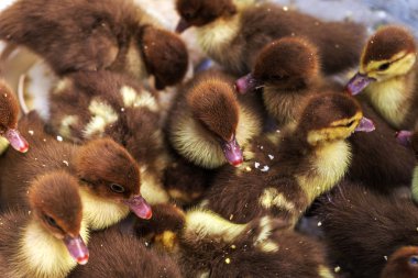 Çiftlik. Doğurmak ve ördek yavrusu satıyor. Küçük ördek yavrusu besleme sırasında bir kutu içinde. Yumuşak seçici odak. Küçük bir gruptaki karantina altında yeni doğan ördek yavrusu