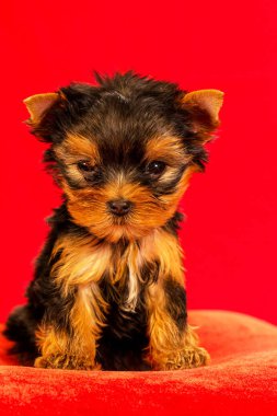 Yorkirsky korkunç Studio siyah bir arka plan. Bir güzel safkan köpek kılı köpek gösteri ile büyüleyici. Seçici odak ile