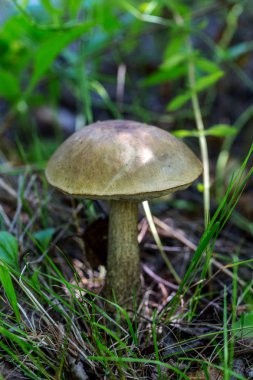 İğne yapraklı sonbahar ormandaki güzel çörek mantar. Seçici odak sanatsal razmtie çerçeve üzerinde. Sonbahar görünümü