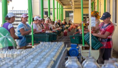 Odessa, Ukrayna - 25 Eylül 2015: domates konserve meyve ve sebze fabrika üretim çalışma süreci. Konserve Gıda üretim işçilerin. Sebze işleme.