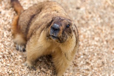 Alp büyük kuş kafesi Hayvanat Bahçesi (Marmota Marmota) dağ sıçanı. Güzel gelenek - kahramanı Groundhog hava gün Groundhog öngörür.