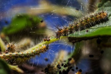 Tırtıllar ağaçta kozalar yaptılar. Tırtıllar ağaçtaki tüm yaprakları yediler ve kozadaki ağ dallarını sardılar. Kelebek tırtılı koza içinde çürüyen ağacın dallarında. Tarım Böcekleri
