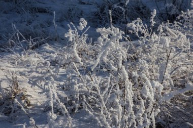 Güzel kış manzara sahne arka plan zekâ kar ağaçlar ve buz nehir kaplı. Güzellik güneşli kış zemin. Harikalar. Snowy orman ayaz ağaçlarda. Sakin kış doğa güneş ışığı altında