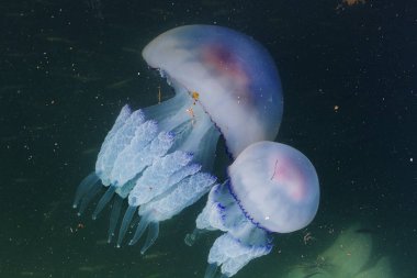 Rhizostoma pulmo. denizanası varil. Denizanası ravines ile. Denizanası veya jöle jelatinimsi umbellic bell ve arka tentacles ile yumuşak, serbest dalgalı suda yaşayan hayvanlar vardır. Medusa akışı ile sürüklenen