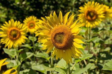 Parlak sarı, turuncu alanda ayçiçeği. Güneşli günde ayçiçeği alanının güzel kırsal manzara. Çiftlik alanı, kırpma için yemeklik yağ olarak yetiştirilen çiçek. Kartı için arka plan olarak. Seçici odak