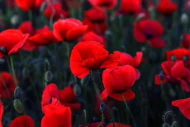 Vahşi alanda çiçek kırmızı haşhaş çiçeği. Seçici odak ile güzel alan kırmızı haşhaş. Yumuşak ışık kırmızı dönüştürülmesini anlatanlar gibi. Haşhaş. Kırmızı haşhaş Glade. Tonlama. Yaratıcı karanlık düşük anahtar işleme