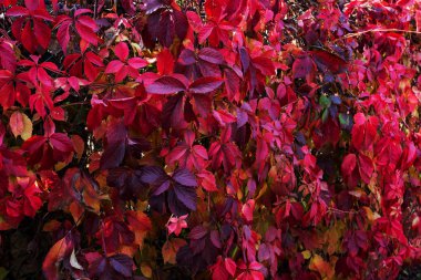 Yabani üzüm kırmızı sonbahar yaprakları çite as. Kırmızı tonlarında sembolik arka plan doldurarak olarak yaprakları güzel sonbahar kökenli. yaprakları sayesinde güneş; Takvim için sonbahar süsleme
