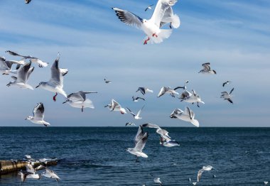 Aç martılar kış sahilde yiyecek bulmak deniz ve mavi gökyüzü bir arka plan üzerinde çember. Deniz kuşları uçuş yiyecek bulmak.