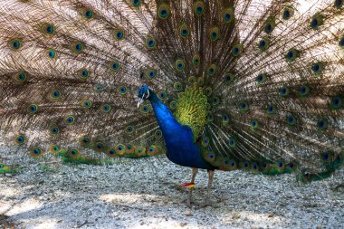 Güzel bir tavus kuşu tüyleri ile portresi. Güzel Hint tavuskuşu kuyruk parlak tüyleri ile. Parlak kuyruk tüyleri karışık renkler