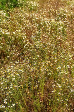 Çiçek açıyor. Papatya çayı. Çiçekli papatya tarlası, papatya çiçekleri. Doğal bitkisel tedavi.