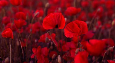 Vahşi alanda çiçek kırmızı haşhaş çiçeği. Seçici odak ile güzel alan kırmızı haşhaş. Yumuşak ışık kırmızı dönüştürülmesini anlatanlar gibi. Haşhaş. Kırmızı haşhaş Glade. Tonlama. Yaratıcı karanlık düşük anahtar işleme