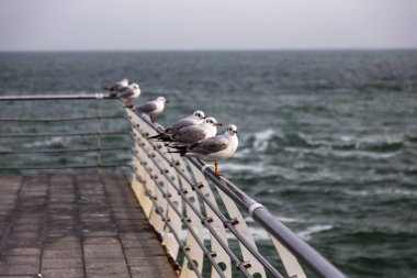 Bir sürü deniz martı denizde kapatın. Martılar deniz sahilde.