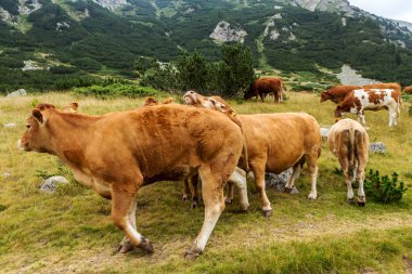 Yeşil vadi ve arka plan, Bulgaristan, Pirin dağ dağ zirveleri ile taze yeşil dağda otlayan inekler dağlarda pastoral yaz peyzaj mera
