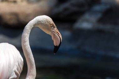 Güzel bataklık parlak kuş - pembe flamingo yakın çekim hayvanat bahçesi büyük kuş kafesi içinde. Amerikan pembe flamingolar Phoenicopteridae ailesinin tek cins vardır.