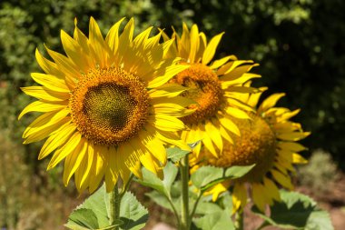 Parlak sarı, turuncu alanda ayçiçeği. Güneşli günde ayçiçeği alanının güzel kırsal manzara. Çiftlik alanı, kırpma için yemeklik yağ olarak yetiştirilen çiçek. Kartı için arka plan olarak. Seçici odak
