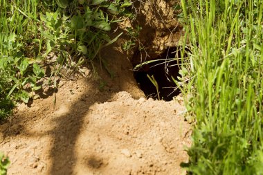 Hayvanlar vahşi şehri. Koloni Tepesi üzerinde vahşi vahşi hayvanların delik labirent ile kaplı. Tavşan deliği. Siperler. Hayvan bozkır dağlık bölgede burrows. Vahşi hayvanlarda izleri. Dünyevi ev vahşi doğada