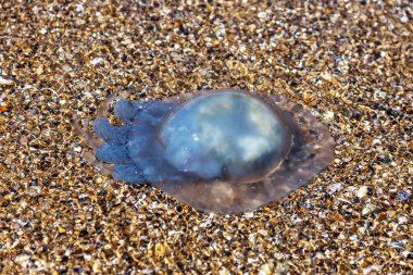 Daha fazla derinlik penetrasyon soğuk akışının bir sonucu olarak deniz göle yüzen deniz anası. Yüzme insanlar için risk. Ne kadar sıradışı arka plan dekorasyon ve yaratıcı tasarım için. Dalga deniz yoluyla güzel efektler