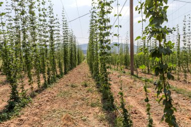 Bulgaristan Plantation büyüyen şerbetçiotu. Hop bitkiler, elit pahalı yaşam doğal bira çeşitleri üretimi için ana hammadde binlerce. seçici odak