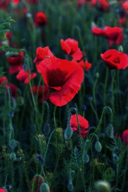 Vahşi alanda çiçek kırmızı haşhaş çiçeği. Seçici odak ile güzel alan kırmızı haşhaş. Yumuşak ışık kırmızı dönüştürülmesini anlatanlar gibi. Haşhaş. Kırmızı haşhaş Glade. Tonlama. Yaratıcı karanlık düşük anahtar işleme