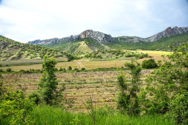 Genç bahar üzüm alanları Kırım dağ silsilesi arka planda bir dağ vadi görüntüsü. Plantation üzüm, kırsal pitoresk doğal peyzaj