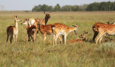 Bir vahşi doğa bozkır içinde benekli geyik sürüsü. geyik (Cervus nippon) olarak da bilinen benekli geyik veya Oskaniya Nova safari park Prairie Japon geyik. Hayvan ve yaban hayatı fotoğraf