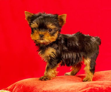 Yorkirsky korkunç Studio siyah bir arka plan. Bir güzel safkan köpek kılı köpek gösteri ile büyüleyici. Seçici odak ile