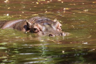 Behemoth tamamen nehir su düzeyinde bir sıcak güneşli yaz gününde boğulmuş. Burun ve gözler Hippo dışarı duckweed nehir yeşil ile kaplı su var. seçici odak.