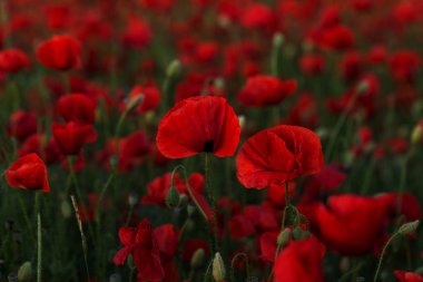 Vahşi alanda çiçek kırmızı haşhaş çiçeği. Seçici odak ile güzel alan kırmızı haşhaş. Yumuşak ışık kırmızı dönüştürülmesini anlatanlar gibi. Haşhaş. Kırmızı haşhaş Glade. Tonlama. Yaratıcı karanlık düşük anahtar işleme