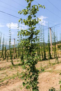 Bulgaristan Plantation büyüyen şerbetçiotu. Hop bitkiler, elit pahalı yaşam doğal bira çeşitleri üretimi için ana hammadde binlerce. seçici odak