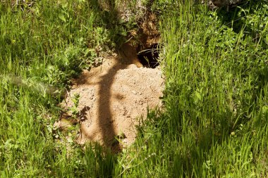 Hayvanlar vahşi şehri. Koloni Tepesi üzerinde vahşi vahşi hayvanların delik labirent ile kaplı. Tavşan deliği. Siperler. Hayvan bozkır dağlık bölgede burrows. Vahşi hayvanlarda izleri. Dünyevi ev vahşi doğada