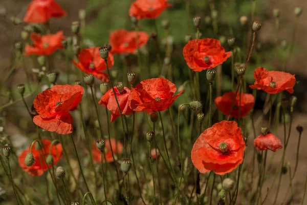 Blommor Röd Vallmo Blomma Vilda Fält Vackra Fält Röd Vallmo — Stockfoto