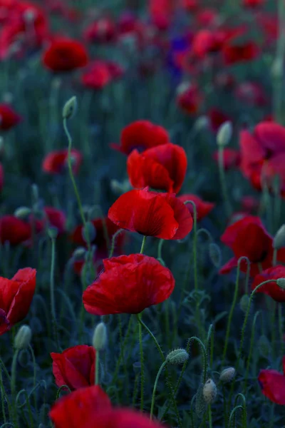 Квіти Червоні Маки Цвітуть Дикому Полі Красиві Польові Червоні Маки — стокове фото