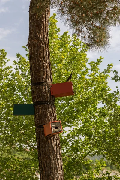 Birdhouse Uma Árvore Parque Florestal Abrigo Pássaro Madeira Mão Para — Fotografia de Stock
