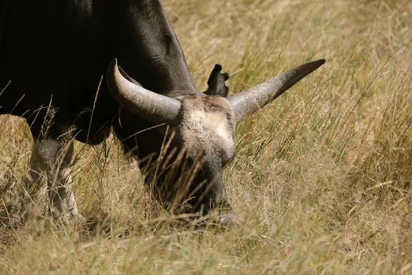 Uma Bela Manada Búfalos Está Descansando Grama Alta Parque Nacional — Fotografia de Stock