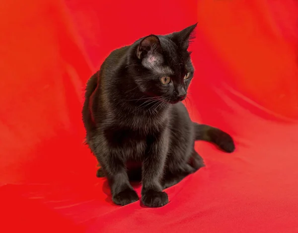 Beautiful Black Cat Studio Yellow Red Colored Background Various Poses — Stock Photo, Image