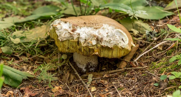 Setas Comestibles Boletus Follaje Del Bosque Sol Otoño Regalos Comestibles —  Fotos de Stock